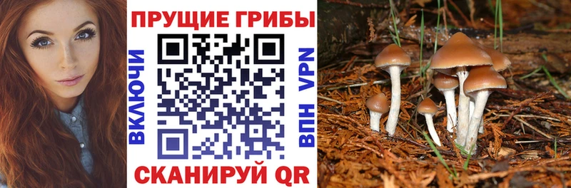 Псилоцибиновые грибы Psilocybine cubensis  Купить закладки  Лодейное Поле 
